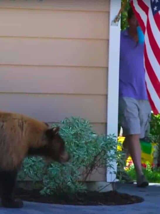 Bear and Man Give Each Other the Biggest Fright
