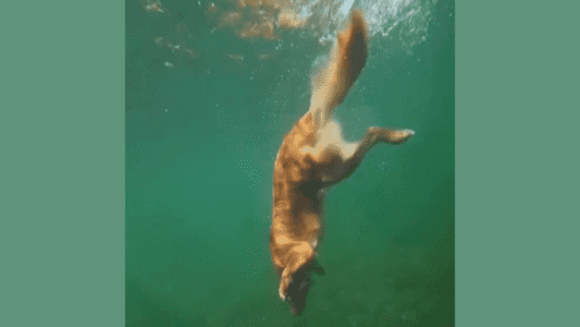 Golden Retriever Dog Dives Down To Fetch Mystery Item