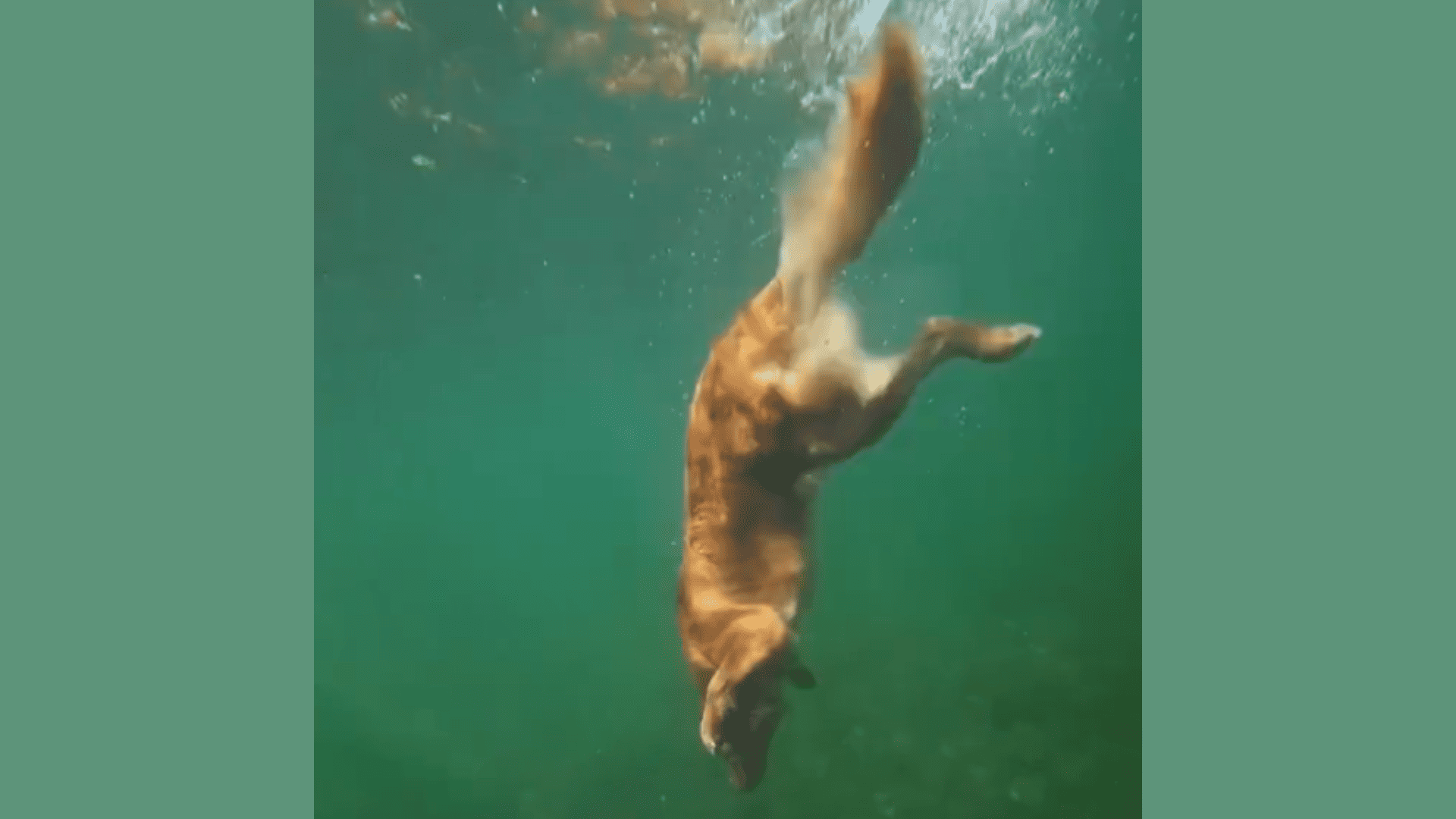 dog dives down