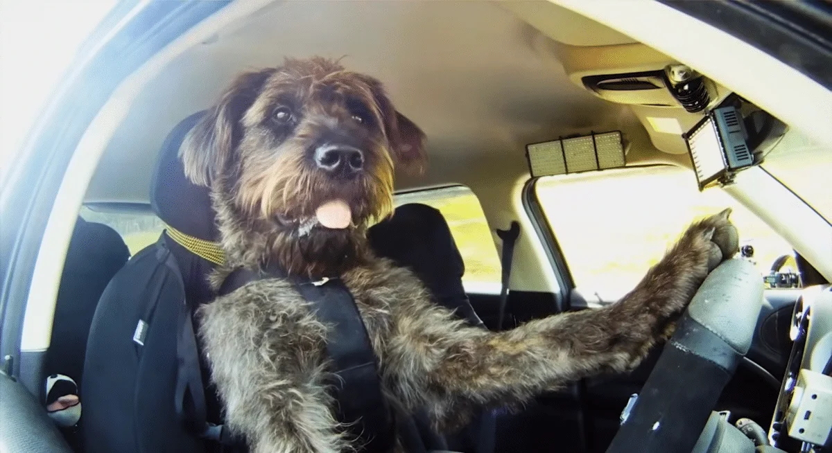 dog driving