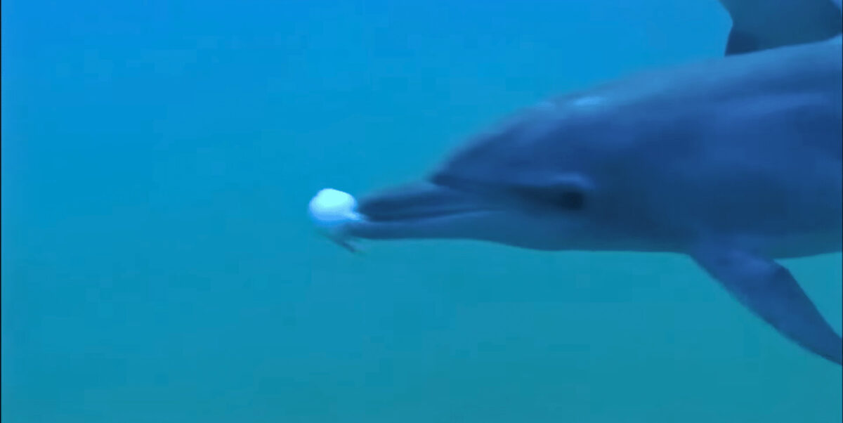Dolphins Get High Pufferfish