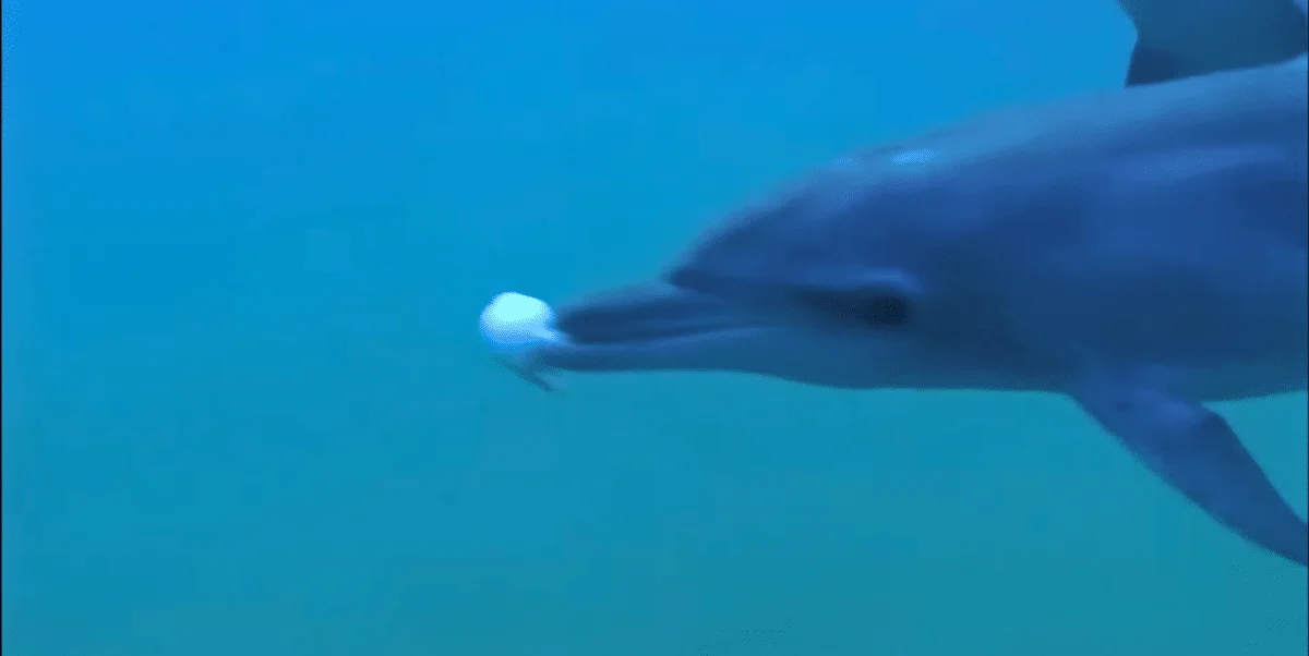 Dolphins Get High Pufferfish