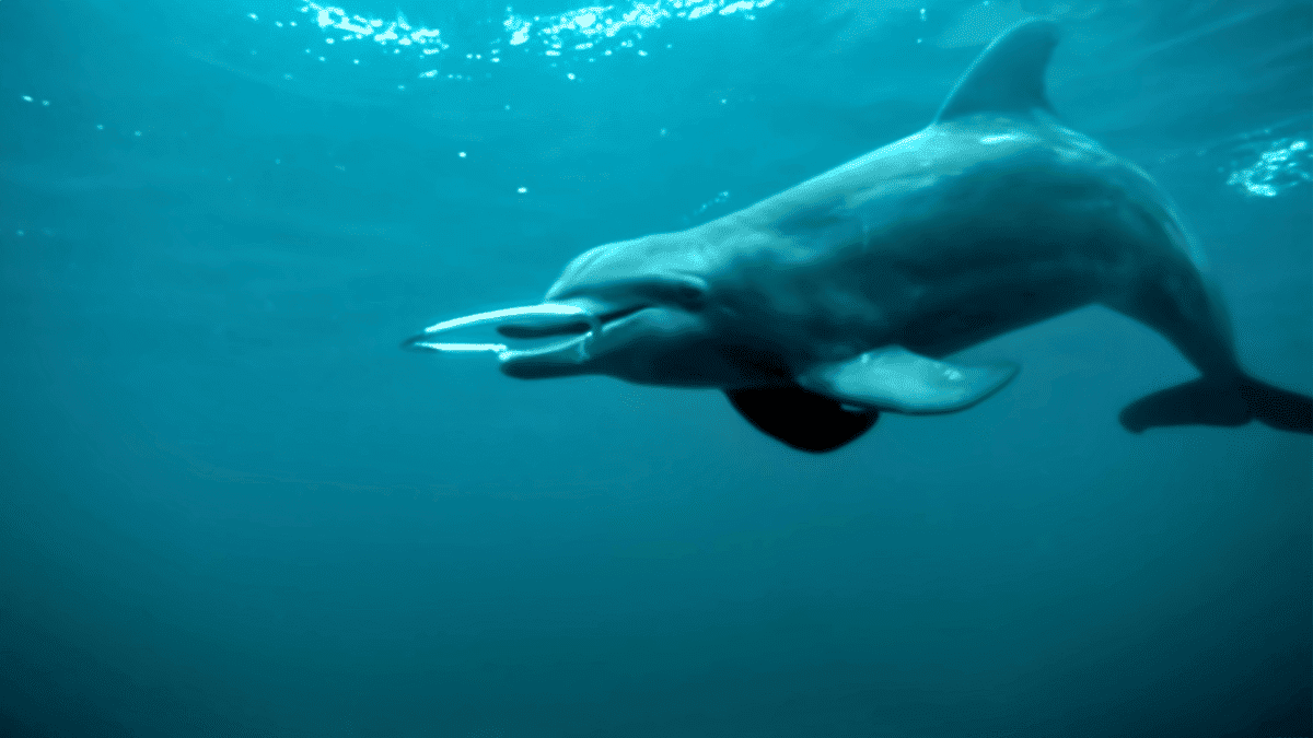 dolphins reaction bubble