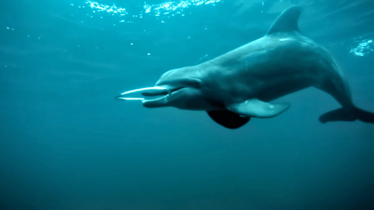 dolphins reaction bubble