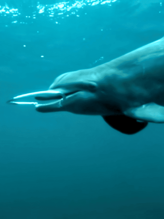 Dolphins’ Surprising Reaction to Bizarre Bubble Rings