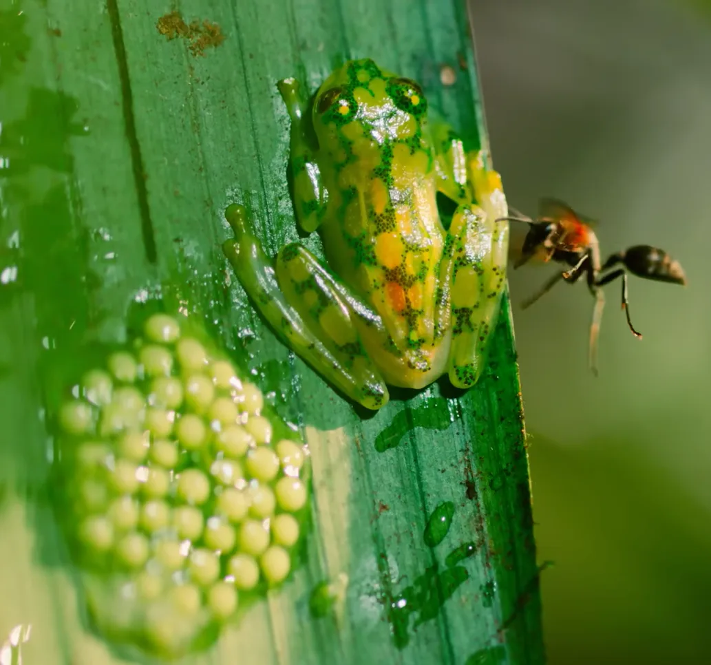 frog protects eggs from wasps
