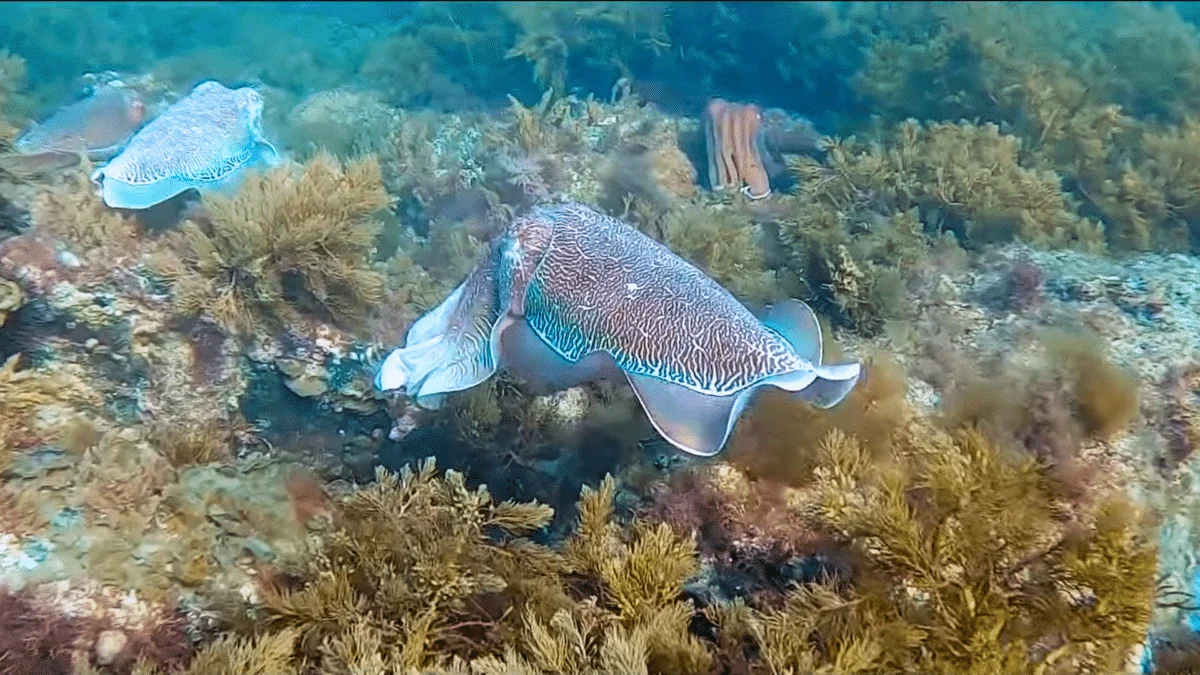 giant cuttlefish migration