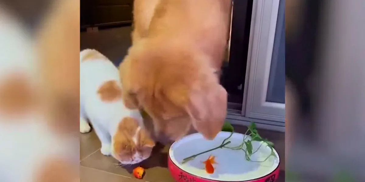 golden retriever dog saves goldfish