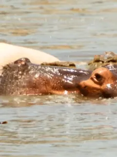hippo mother chases crocodiles