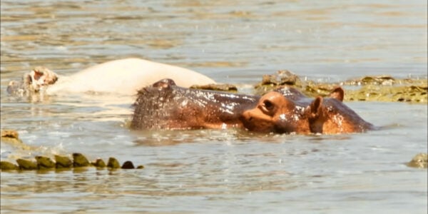 Hippo Mother Chases Crocodiles Away From Dead Hippo
