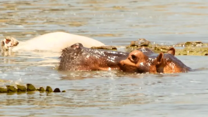 Hippo Mother Chases Crocodiles To Protect Her Dead Child