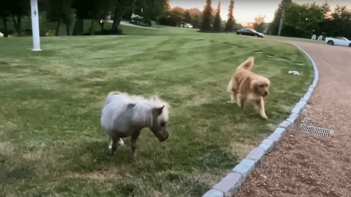 horse smaller than golden retriever siblings