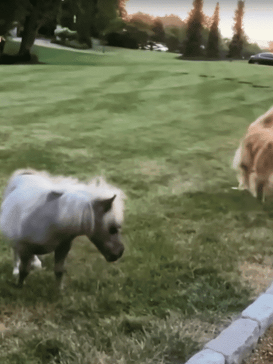 Meet The Horse That Is Smaller Than His Golden Retriever Siblings