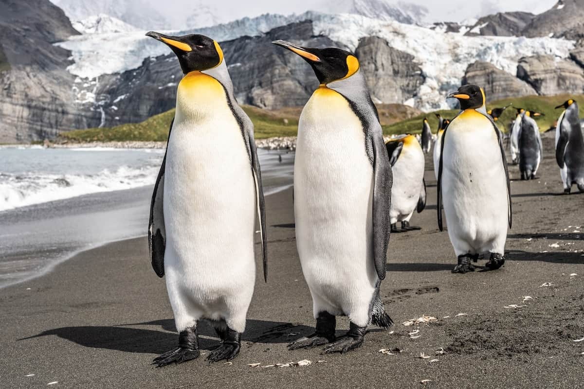 king penguins