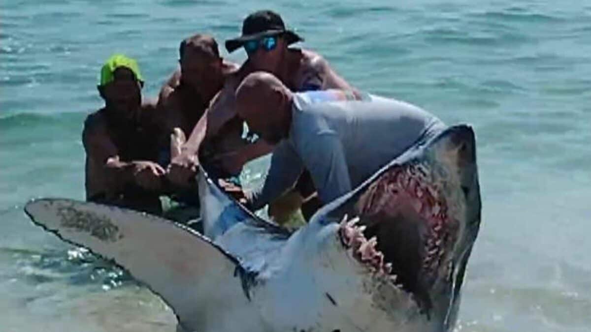Florida beachgoers pull shark back