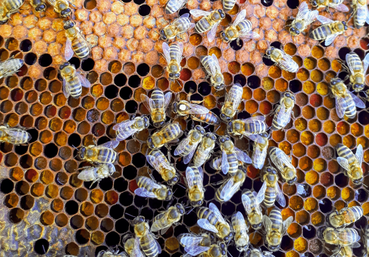 bees healing vibrational frequency