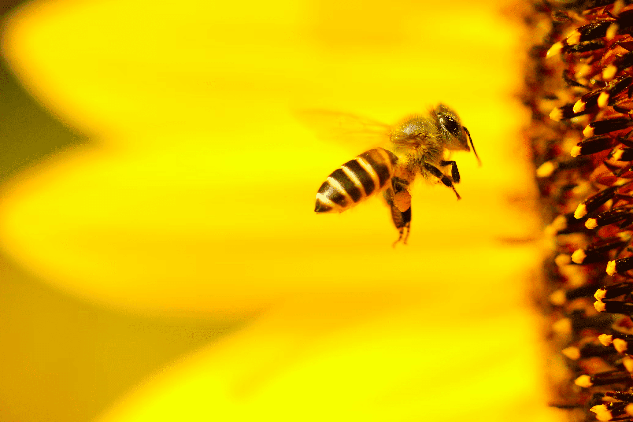 bees detect illness