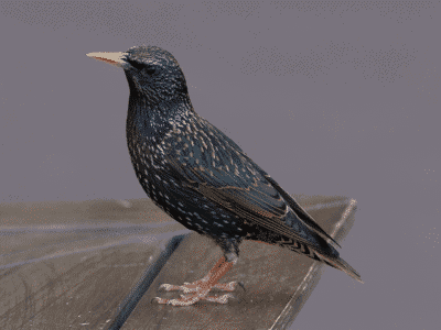 Top 10 Black Birds in Florida