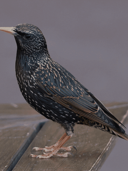Top 10 Black Birds in Florida