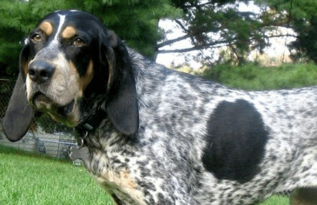 The Bluetick Coonhound &ndash; A Loyal and Versatile Canine Companion