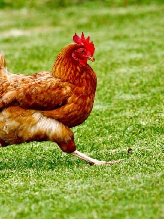 How to Teach Your Chicken to Walk on a Leash