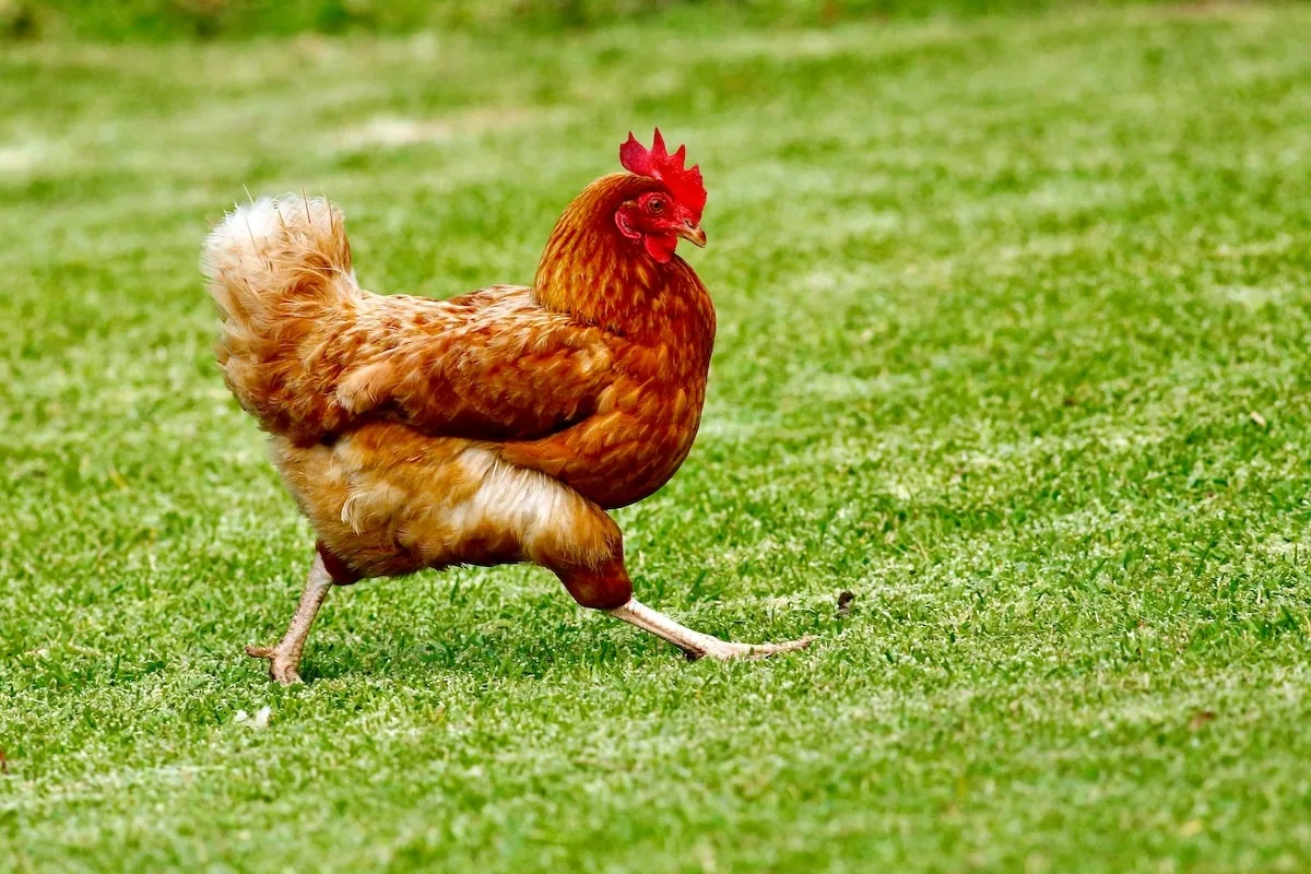 cowboy takes chicken for a ride.