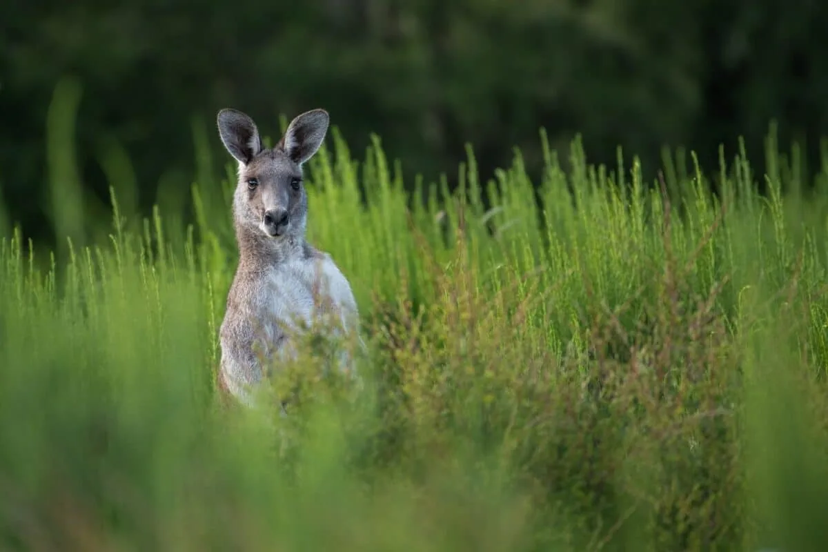 Kangaroo. Image via Pixabay.