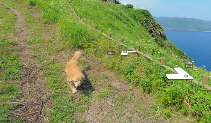 Golden Retriever Follows Google Earth Guy and Shows on Every Road