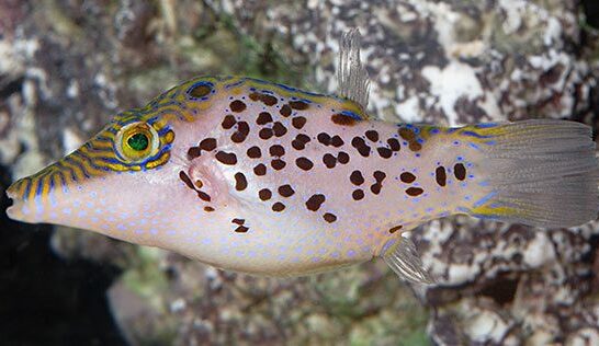 Rare Puffer Fish Spotted off the Coast of Australia