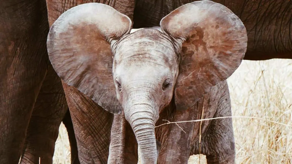 Baby Elephant Ears