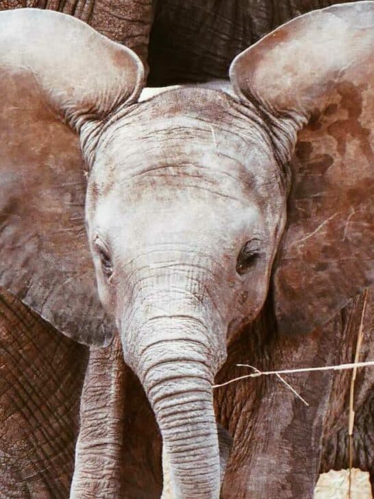 Baby Elephant Misbehaves and Gets Left Behind