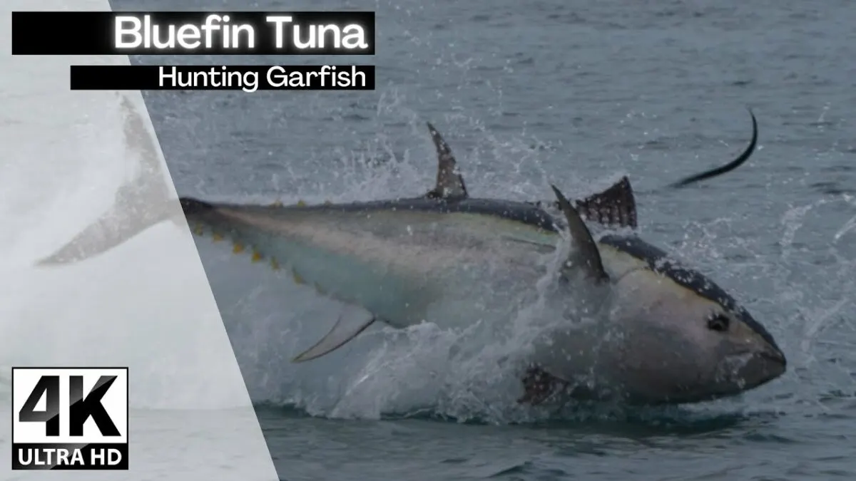 Epic footage of Tuna hunting