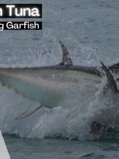 Epic footage of Tuna hunting