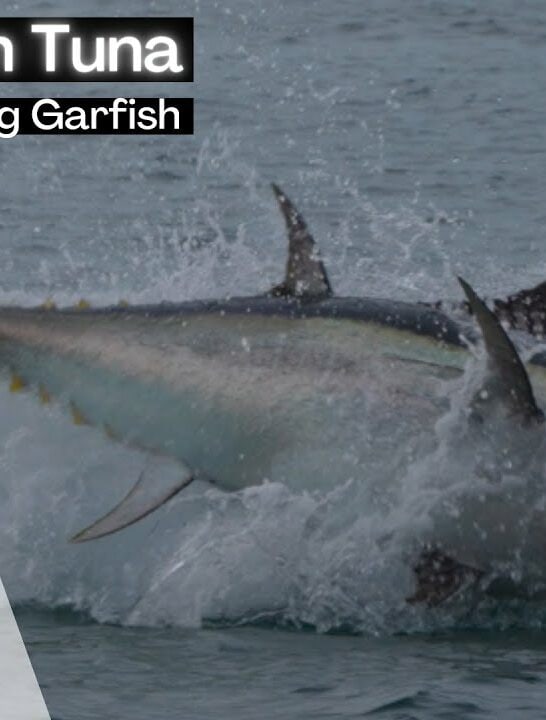 Epic footage of Tuna hunting huge shoals of Garfish only meters from shore