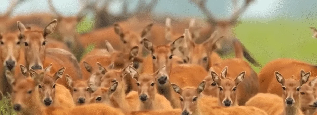 Milu deer
