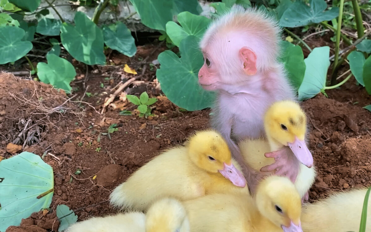 monkey plays with ducklings