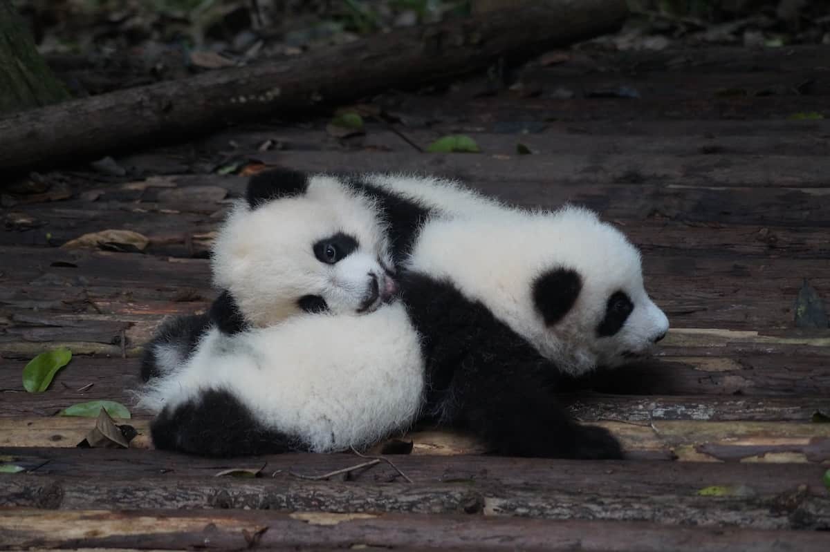 panda parenting