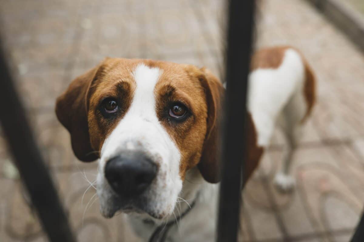 Separation Anxiety in Dogs