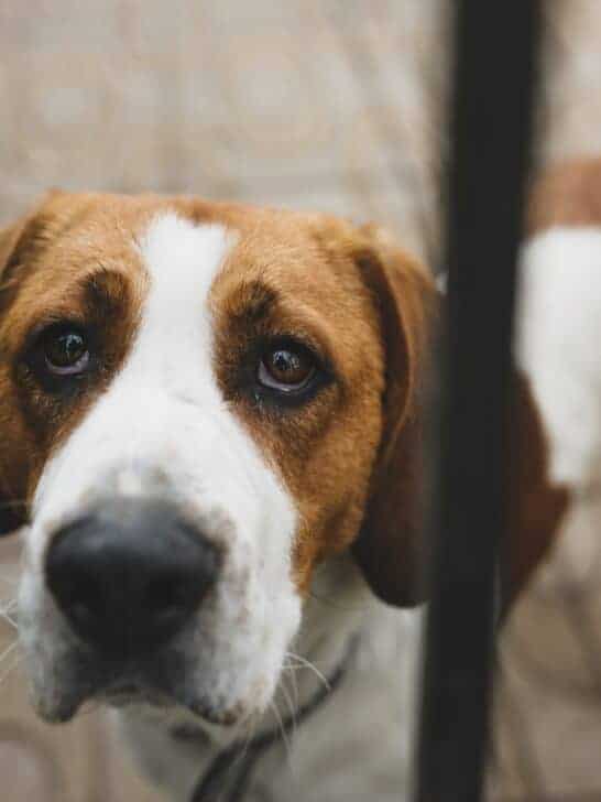How to Deal with Separation Anxiety in Dogs