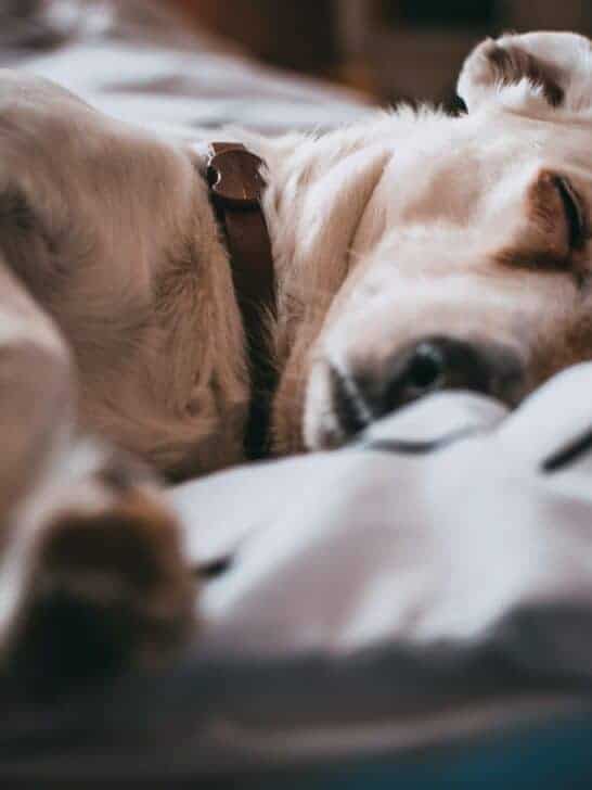 Do Dogs Dream of Their Owners? Insights from Harvard Psychologist