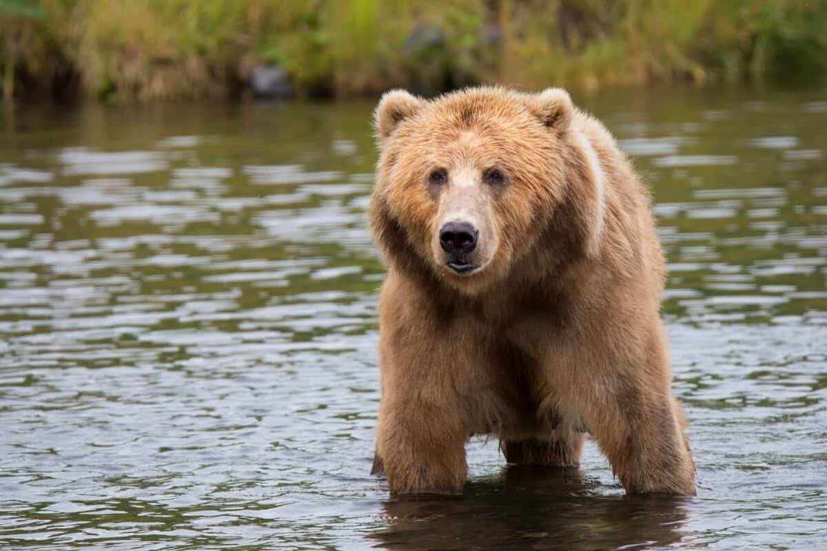 Grizzly Bear in Canada