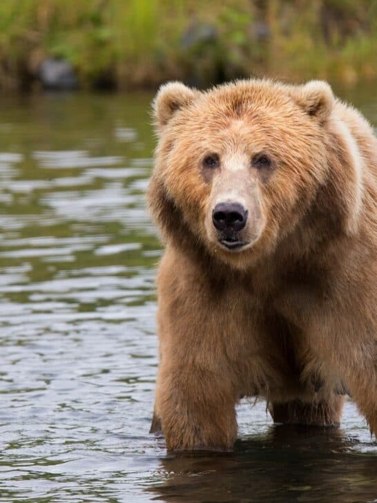 Grizzly Bear Kills Couple And Their Dog