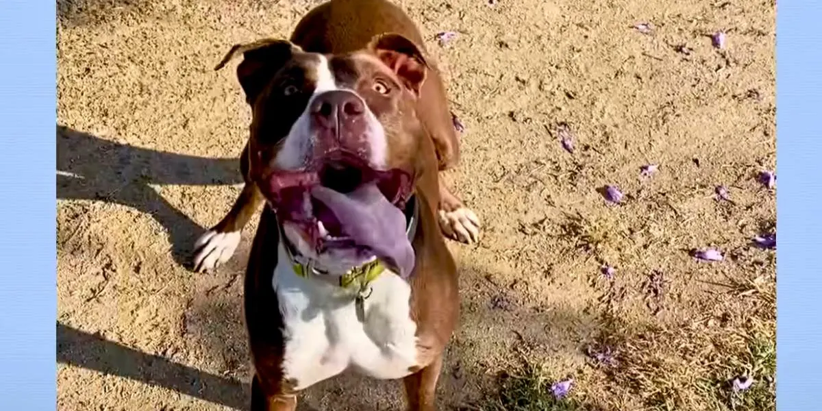 pit bull rescued los angeles