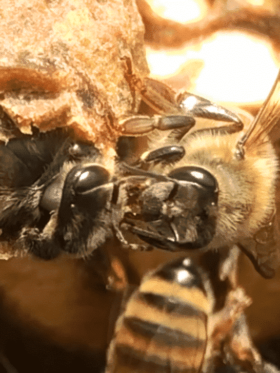 Watch Queen Bee Emerging From Her Cell