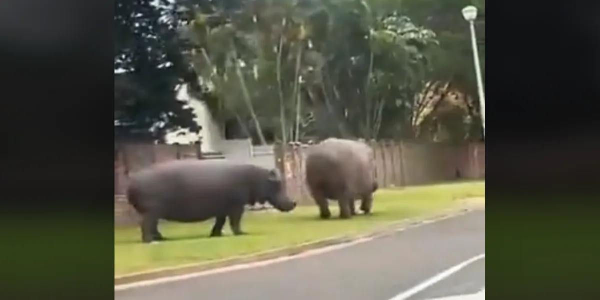 Hippos Roaming Residential Streets