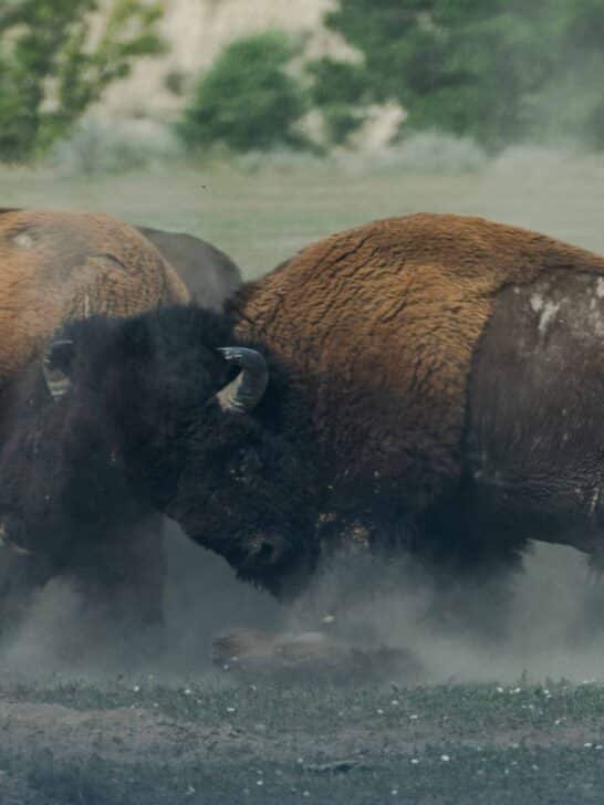 10 Of The Most Aggressive Animals Alive