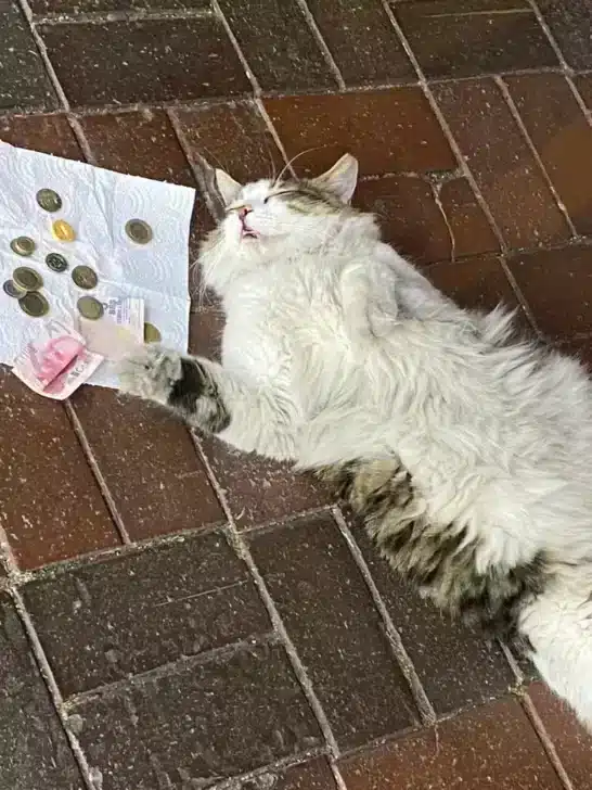 Sleeping Cat Raises Money for Charity