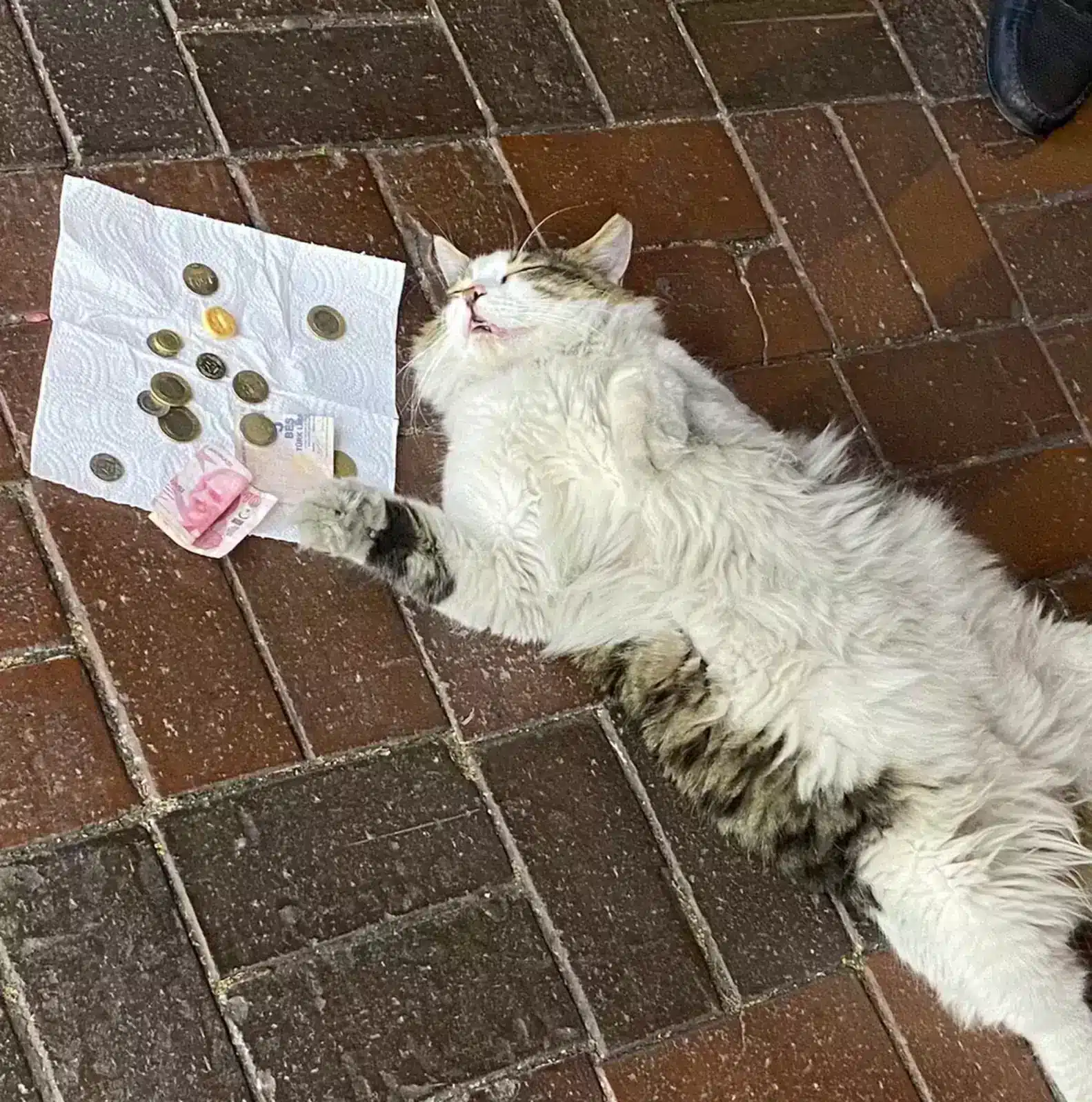 Sleeping Cat Raises Money