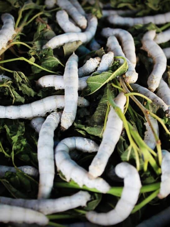 China’s Genetically Modified Silkworms Spin Silk Stronger than Kevlar
