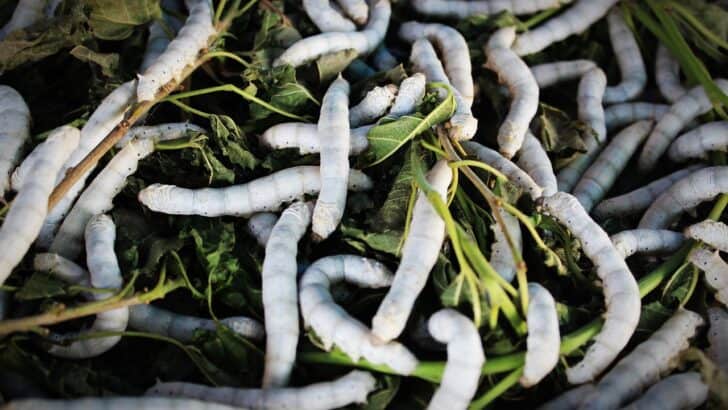 China's Genetically Modified Silkworms Spin Silk Stronger than Kevlar
